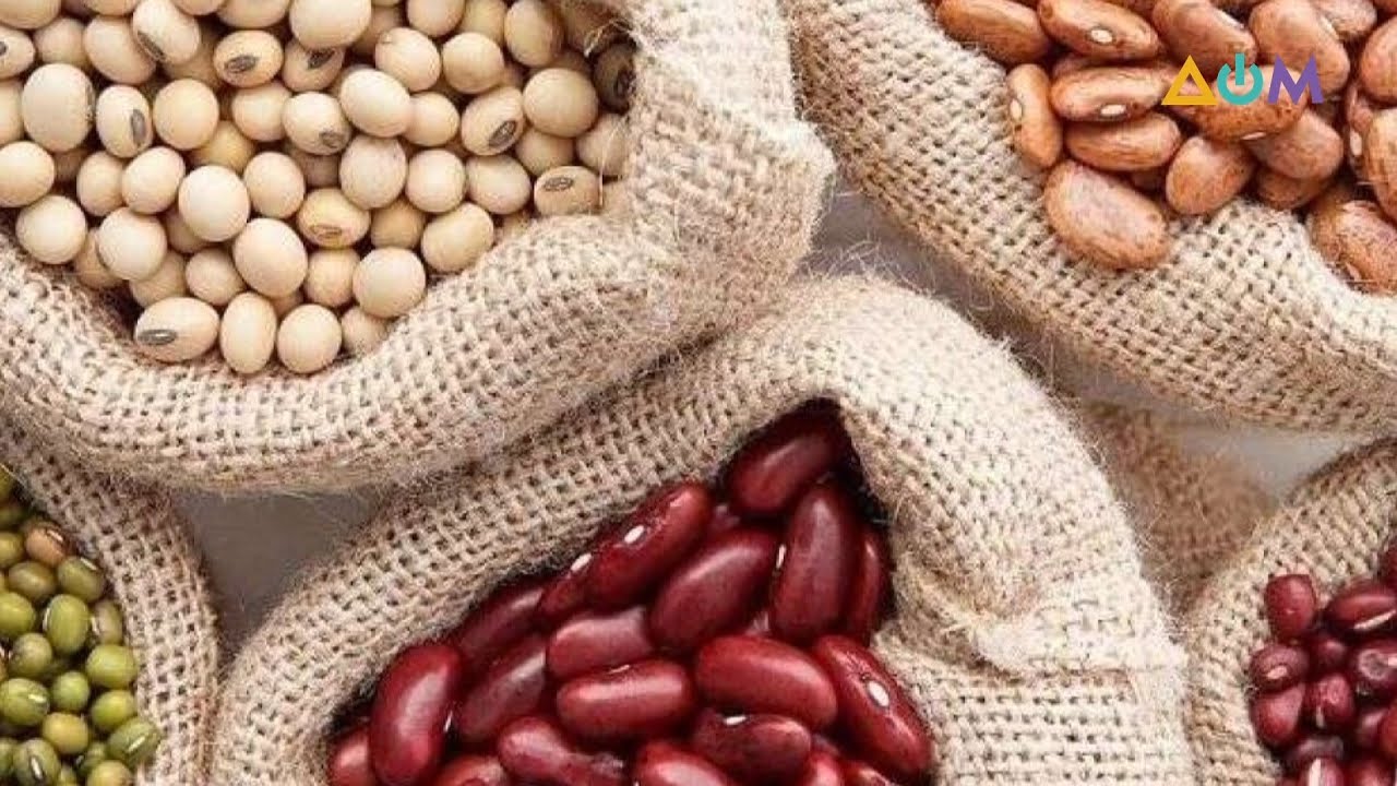 الفاصولياء البروتين النباتي الأقوى