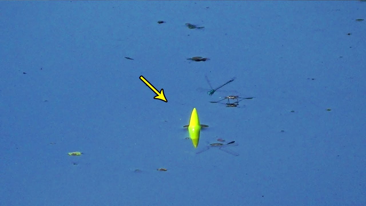 Mancing Umpan Pelet Sama Lumut !!! Target Ikan Patin Dan Nila