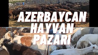Azerbaycan Bakü Hayvan Pazarındayız! Azerbaycan Hayvan Irkları Ve Fiyatları? #büyükbaş #küçükbaş