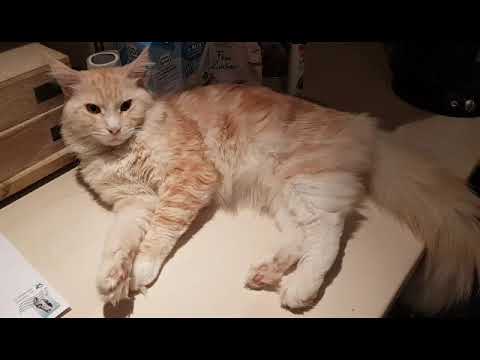 Video: Muskelkontraktionskrankheit (Myoklonus) Bei Katzen