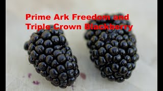 Prime Ark Freedom vs Triple Crown Blackberry