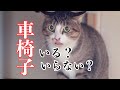 【イキルル】二本足の猫、イキルル。 「車椅子がいるか?いらないか?」「お腹を擦ってケガをしないか?」への、アンサー動画です!と、皆様への御礼♪ 【保護猫】