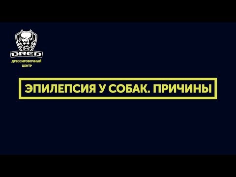 Эпилепсия у собак, какие причины, симптомы,лечение.