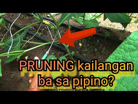 Video: Bakit Nagiging Maulap Ang Mga Naka-kahong Pipino