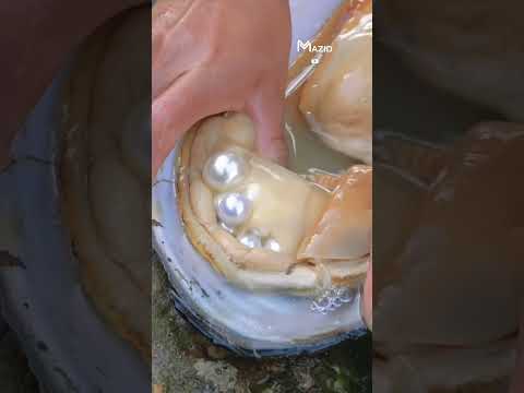 فتحت محارة واحدة فبدأت المفاجآت تتوالى