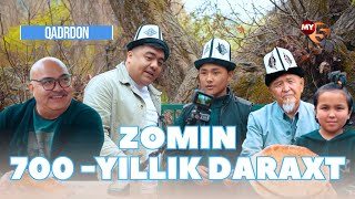 Qadirdon | Zomin | 700-YILlIK DARAXT