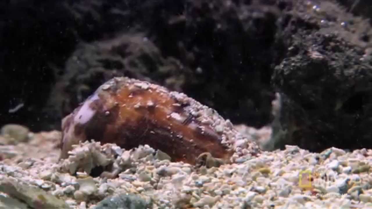 True Facts About The Giant Clam Youtube