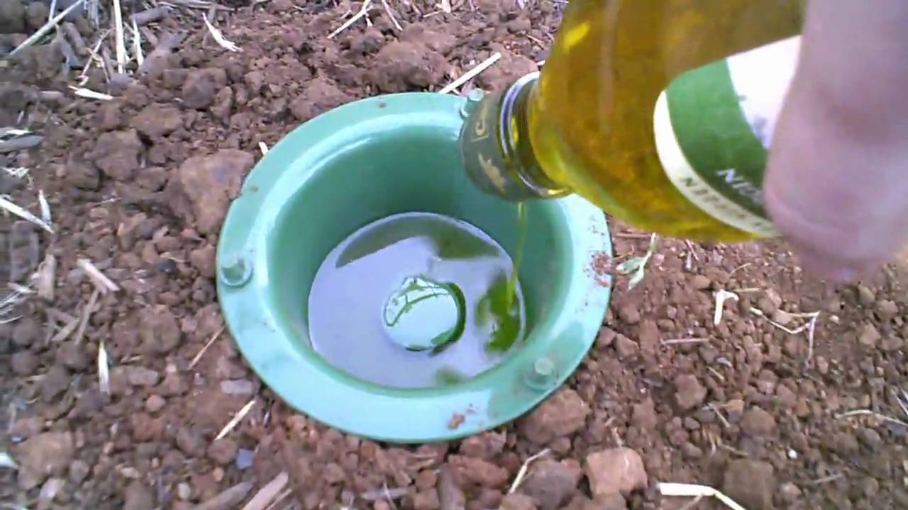 Earwig Trap That Has Results Youtube