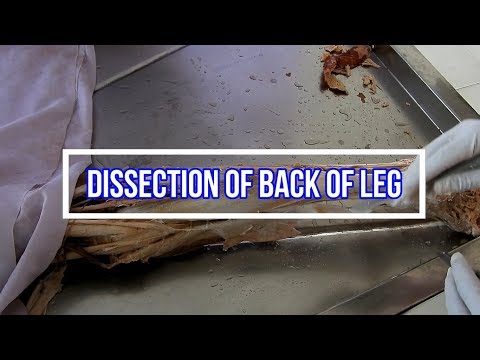 Videó: Melyik a láb hátsó oldala?