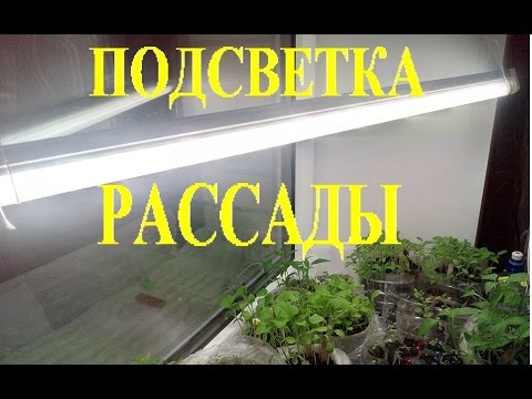 Сколько подсвечивать рассаду в марте. Короб для рассады с подсветкой. У меняевойосвещение рассады. Таблица подсветки рассады цветов. Подсвечивание рассады фольга.