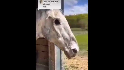 JUST LET HIM DIE ALREADY ☠️ | #memes #shorts #horse