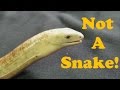 Legless Lizards! Facts and Care Tips