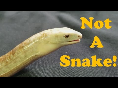 What Do Legless Lizards Eat 