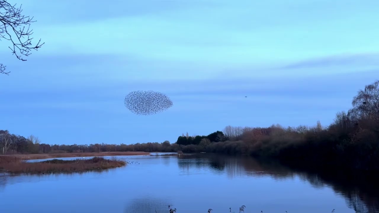 Whisby  Murmuration