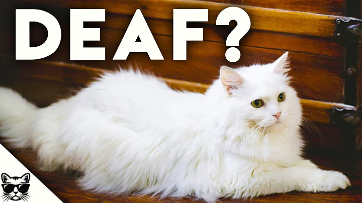 Watch the video about White Cats Facts - What You Need To Know