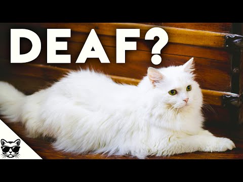 Video: Why They Say That White Cats Are Deaf