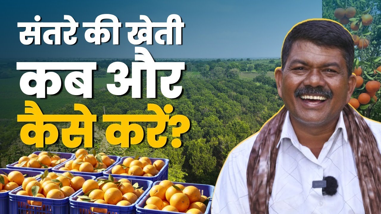 संतरे की खेती कब और कैसे करें? 🍊 ||  From Cost To Profit Orange Farming Complete Guide|| Agro Hero||
