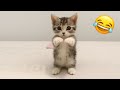 You Laugh You Lose 😅😍 Best Funny Cats and Dogs Videos 😹🐶 Part 3