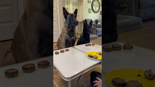 Muffins For The Dogs