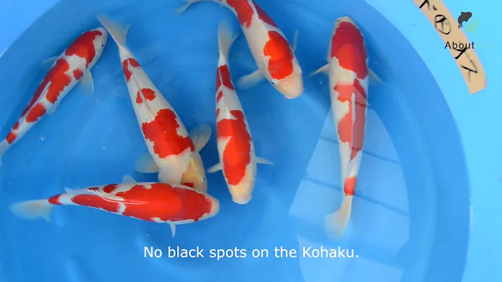 Types of Kohaku variety and how to select beautiful Kohaku