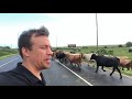 CATTLE EVACUATION from Hurricane Laura