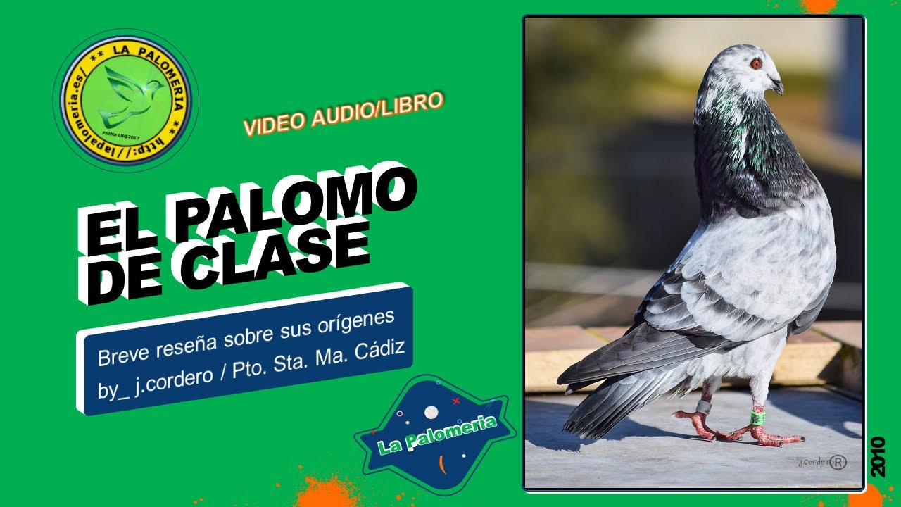 Palomos de Clase breve reseña sobre sus Orígenes