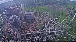 Jūras ērglis ~Terzo was attacked by his siblings and fell out of the nest~9:15 am 2020/05/17