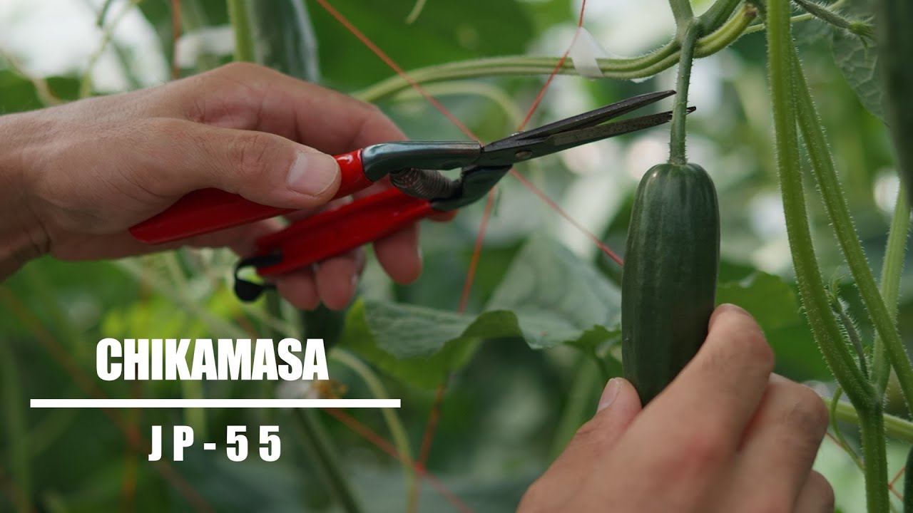 浜崎輝樹 【CHIKAMASA / JP-55】