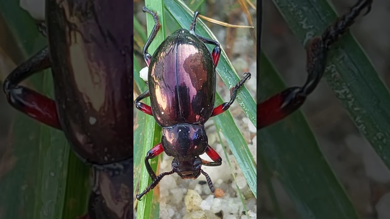 四斑原伪瓢虫 Eumorphus quadriguttatus