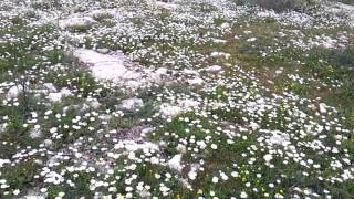 Sadece 30 Saniyede Muhteşem Papatya Deni̇zi̇ni̇ Izleyin.