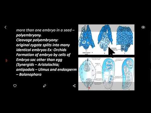 Video: Poate un embrion apomictic nefertilizat?