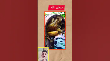القرآن الكريم اكسبلور Fye دويتو نباتي ترند الطبيعة Fyee Fruit تيك توك أنشر تؤجر النحل 
