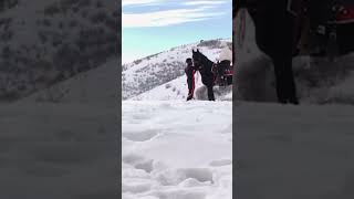 Celebrity NBA YOUNGBOY RIDING HORSE WITH HIS WIFE .#shortvideo #trending #nbayoungboy #nbayoungboyfans # Profile