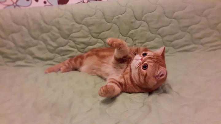 Video 1544791: tabby exotic shorthair, exotic shorthair red, exotic shorthair boy