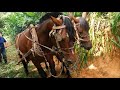 Parelha de cavalos puxando madeira da grota | Coração Campeiro