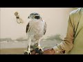 Crow hunter jura || New Shikras for falconry || Raptors Today