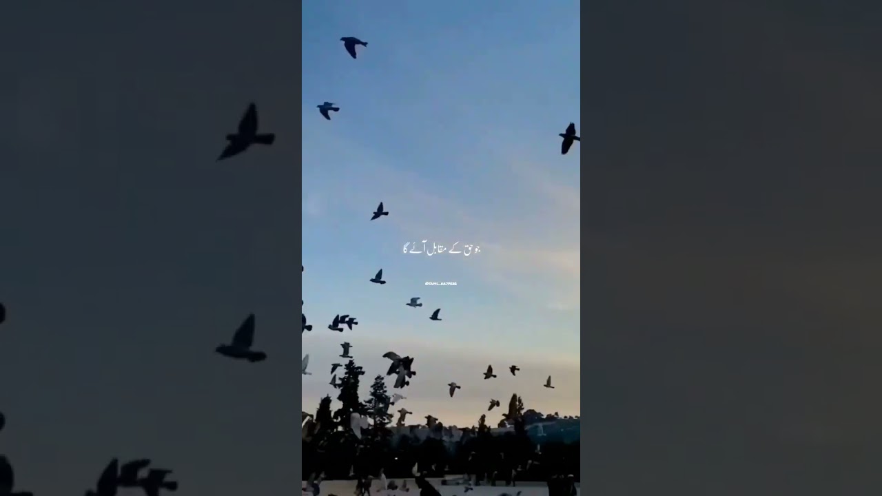 Palestine/ islamic bayan #shorts