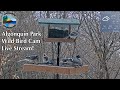 Algonquin Park Wild Bird Cam - Live Stream! (www.algonquinpark.on.ca)
