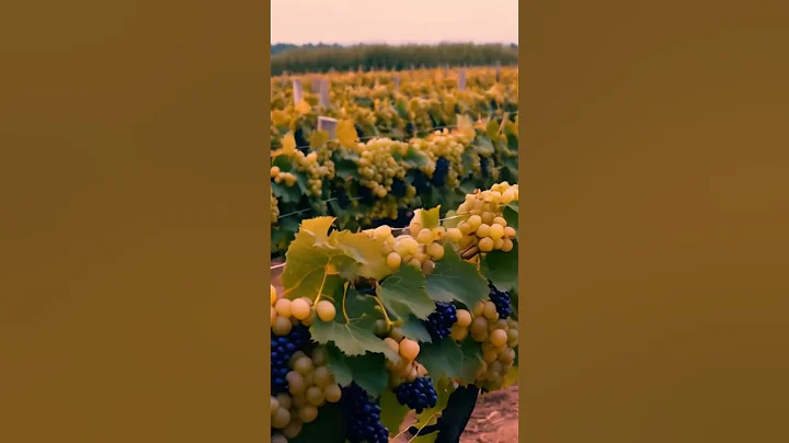 Towards discoveries in viticulture 9