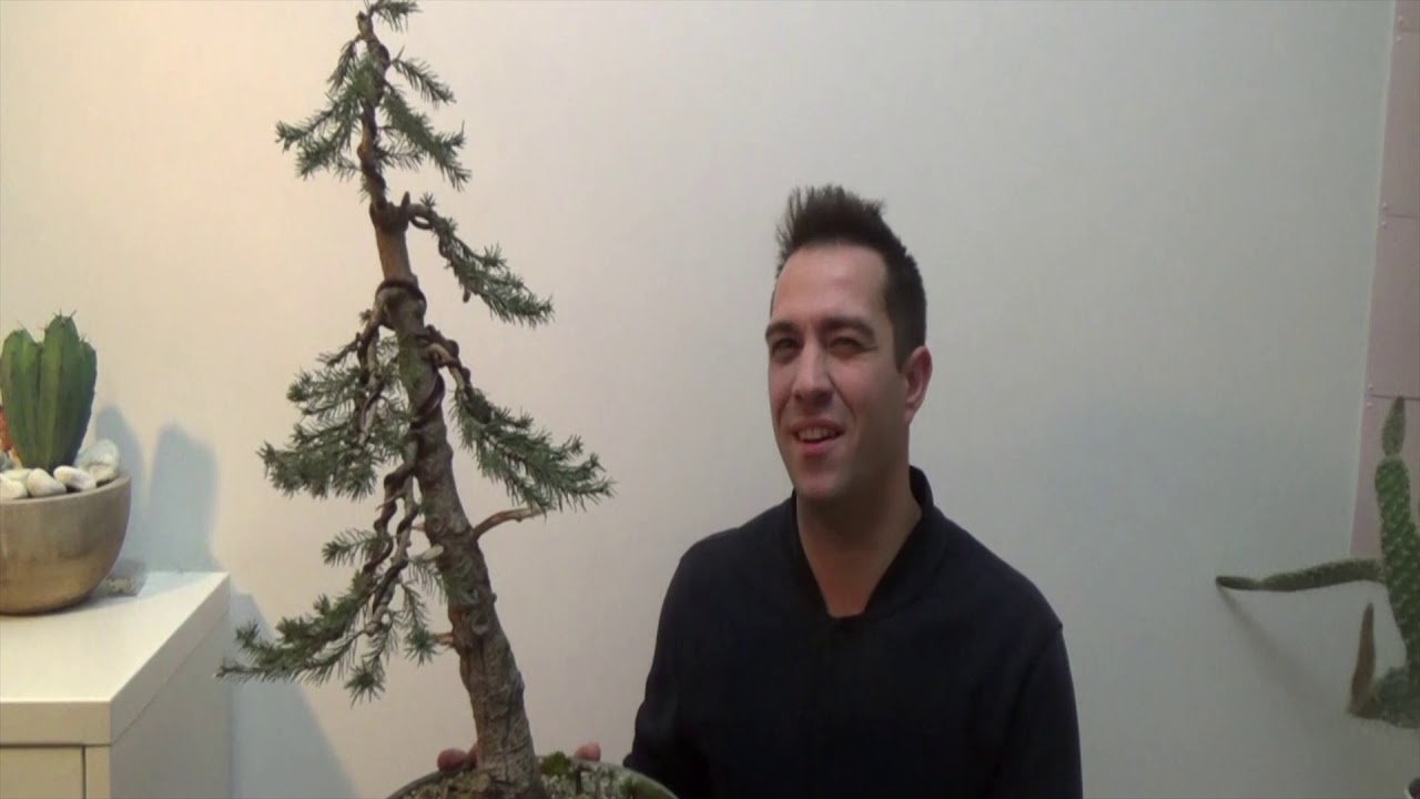 Picea omorika bonsai origin story (plant hormesis)