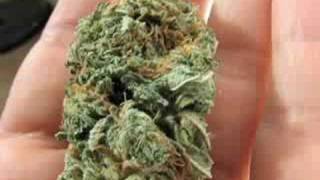 CRAZY OG KUSH NUG - Super Close Up - Watch in HIGH QUALITY