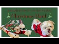 🎄 Spoiling My Dog for Christmas | Shih Tzu Christmas Haul  🎄