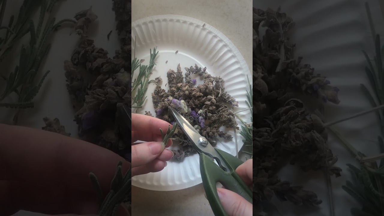 How to make Lavender Extract