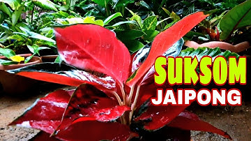SUKSOM JAIPONG AGLAONEMA FROM ONLINE SHOP