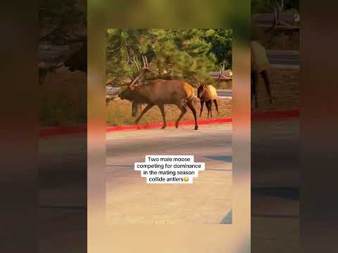 Seemed like one of them was calling for backup🤣 #viralvideo #youtubeshorts VID CRED-Jeremy Bennett