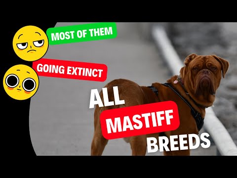Videó: Ezek a 13 kutyafajták a mesterek a menekülésben