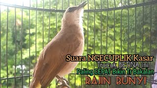 Trucuk BETINA memanggil jantan Suara KESUKAAN untuk Pancingan Trucukan gacor jantan BAHAN