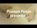 Possum Posse - The Three Stooges in Raccoon Classroom