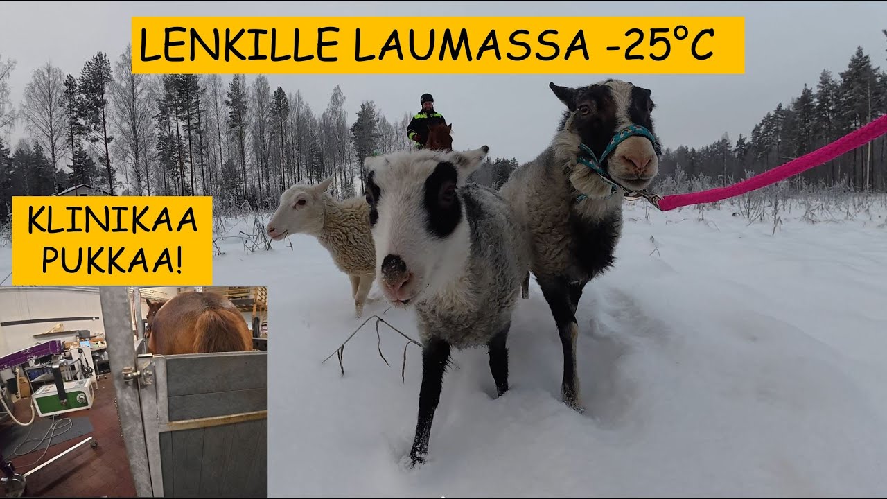Pakkaslenkki ilman satulaa 🐑🐑🐑  | suoliston syynäys