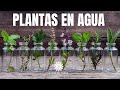 Plantas De Interior Que Crecen En AGUA / cultivar en agua/manos de tierra